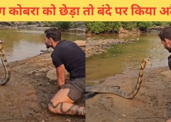 किंग कोबरा के साथ खिलवाड़, फिर देखिए सांप ने क्या किया; दिल दहला देगा VIDEO