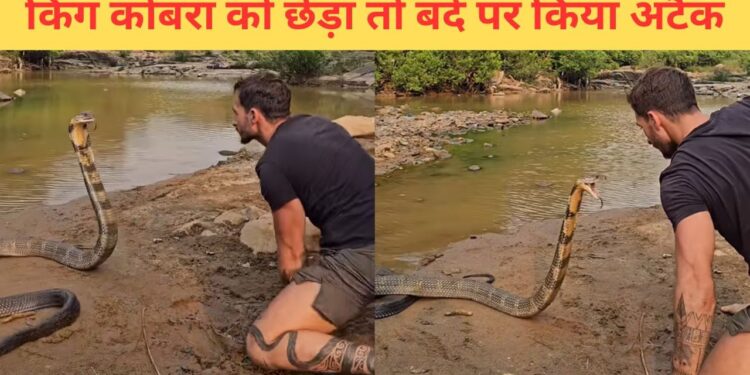 किंग कोबरा के साथ खिलवाड़, फिर देखिए सांप ने क्या किया; दिल दहला देगा VIDEO