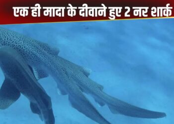Viral Video: एक साथ 3 लेपर्ड शार्क की मेटिंग, पहली बार दिखा समुद्र की गहराई का रोमांचक रहस्य