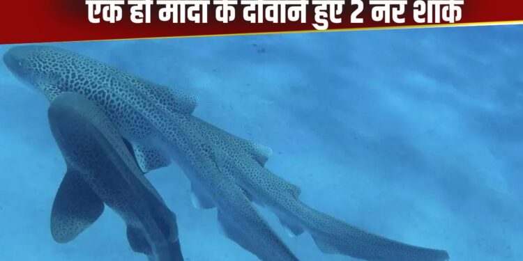 Viral Video: एक साथ 3 लेपर्ड शार्क की मेटिंग, पहली बार दिखा समुद्र की गहराई का रोमांचक रहस्य
