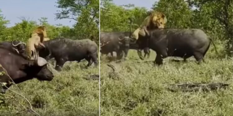 Viral Video: बूढ़े शेर ने भैंसों को दिखानी चाही अपनी ताकत, शिकार के सींग से 2 सेकंड में हिल गया जंगल का किंग