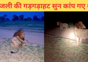 VIDEO: सिर्फ इंसान नहीं, आसमानी बिजली से शेरों को भी लगता है डर, यकीन न हो तो खुद देख लें
