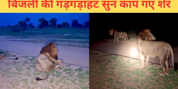 VIDEO: सिर्फ इंसान नहीं, आसमानी बिजली से शेरों को भी लगता है डर, यकीन न हो तो खुद देख लें