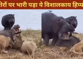 VIDEO: हिप्पो कराहता रहा, शेर नोचते रहे, फिर जो हुआ…देखकर नहीं होगा यकीन