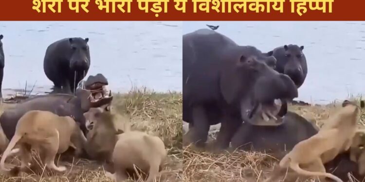 VIDEO: हिप्पो कराहता रहा, शेर नोचते रहे, फिर जो हुआ…देखकर नहीं होगा यकीन