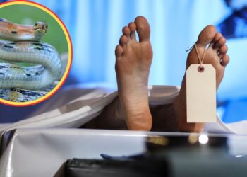 Ajab Gajab: सॉफ्टवेयर इंजीनियर को सांप ने काटा, दोनों की हो गई मौत, अजीब है ये मामला