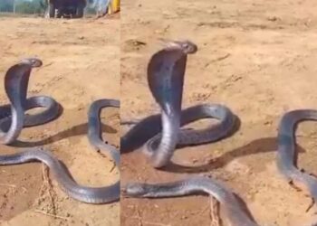 Viral: नाग की मौत पर टूट गई नागिन, वीडियो देख समझ जाएंगे क्या होता है अपनों को खोने का दर्द