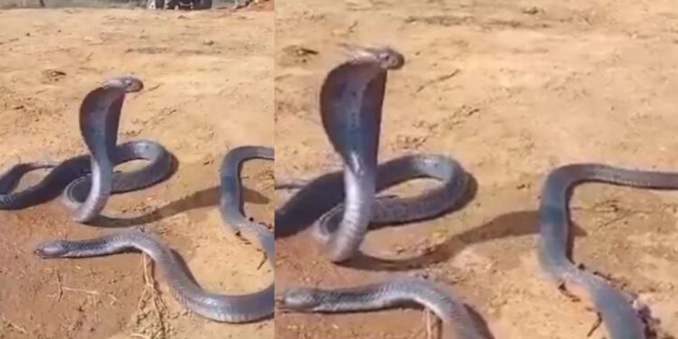 Viral: नाग की मौत पर टूट गई नागिन, वीडियो देख समझ जाएंगे क्या होता है अपनों को खोने का दर्द