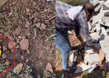 राजस्थान में नवजात के साथ हैवानियत! मुंह में पत्थर ठूंसकर चिपकाई फेवीक्विक, पत्थर के नीचे जंगल में छोड़ा