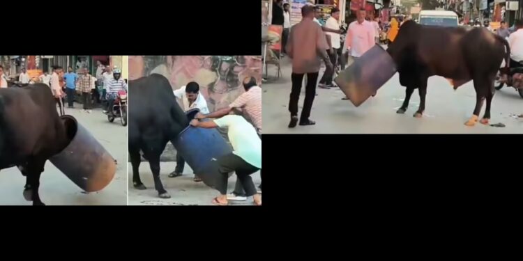 Viral Video: बीच बाजार सांड की गर्दन में फंसा नीला ड्रम, लोग करने आए मदद तो दिखा ऐसा सीन