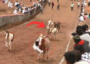 Viral: सांडों ने दिखाई इंसानियत! रेस में गिरे शख्स की यूं बचाई जान, दिल छू लेगा वीडियो