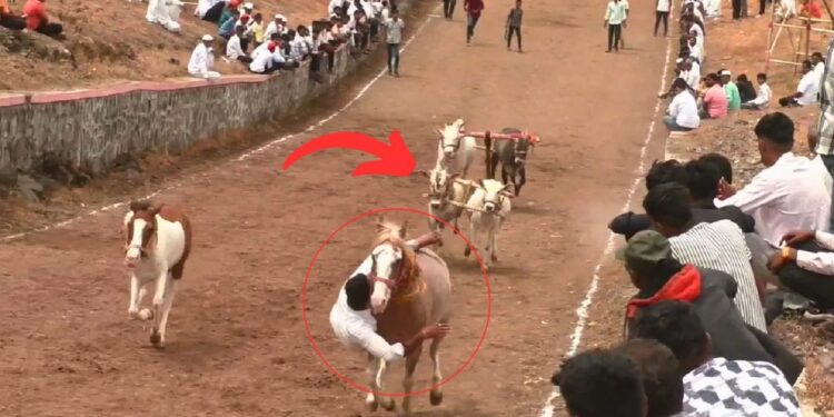 Viral: सांडों ने दिखाई इंसानियत! रेस में गिरे शख्स की यूं बचाई जान, दिल छू लेगा वीडियो
