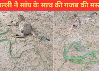 बिल्ली ने जानबूझकर सांप को छेड़ा, फिर देखिए क्या हुआ; धड़ल्ले से वायरल हो रहा VIDEO