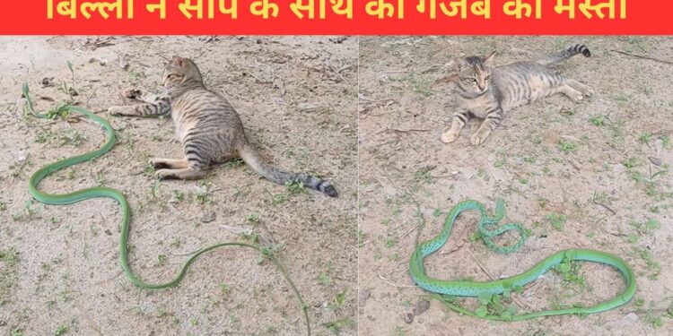 बिल्ली ने जानबूझकर सांप को छेड़ा, फिर देखिए क्या हुआ; धड़ल्ले से वायरल हो रहा VIDEO