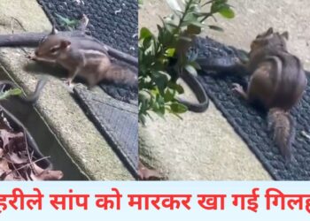 सांप से भी ज्यादा खतरनाक गिलहरी, जहरीले जीव को जिंदा ही चबा गई; VIDEO देख दंग रह गए लोग