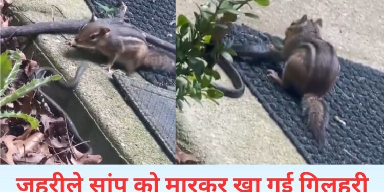 सांप से भी ज्यादा खतरनाक गिलहरी, जहरीले जीव को जिंदा ही चबा गई; VIDEO देख दंग रह गए लोग