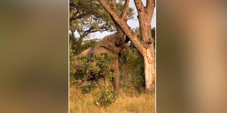 Viral: कितना ताकतवर होता है हाथी, इस वीडियो को देखकर लग जाएगा पता