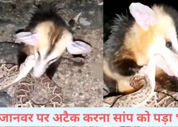 सांप को कच्चा ही चबा गया ये नन्हा जानवर, वायरल VIDEO देख दंग रह गए लोग