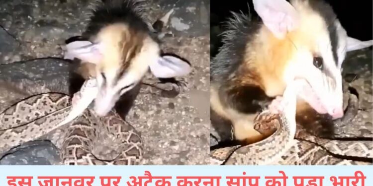 सांप को कच्चा ही चबा गया ये नन्हा जानवर, वायरल VIDEO देख दंग रह गए लोग