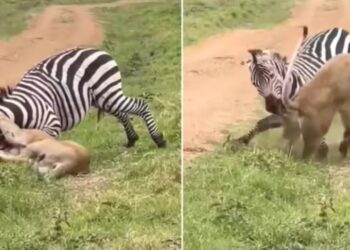 Viral Video: जेब्रा को खत्म करने के लिए शेरनी ने दबोच ली गर्दन, अंत तक की लड़ाई में ऐसे शिकार ने पलट दी बाजी