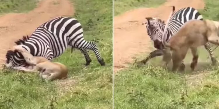 Viral Video: जेब्रा को खत्म करने के लिए शेरनी ने दबोच ली गर्दन, अंत तक की लड़ाई में ऐसे शिकार ने पलट दी बाजी