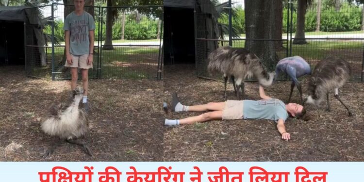VIDEO: पक्षियों के सामने लड़की ने किया बेहोश होने का नाटक, फिर जो हुआ…देख खुश हो जाएगा दिल
