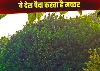 इस देश में है मच्छरों की फैक्ट्री! खास कारण से पैदा किए जाते हैं कीड़े