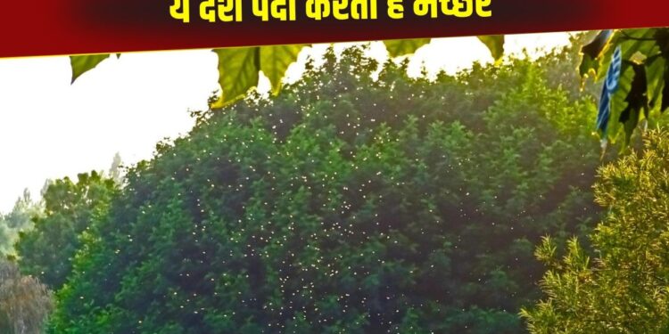 इस देश में है मच्छरों की फैक्ट्री! खास कारण से पैदा किए जाते हैं कीड़े