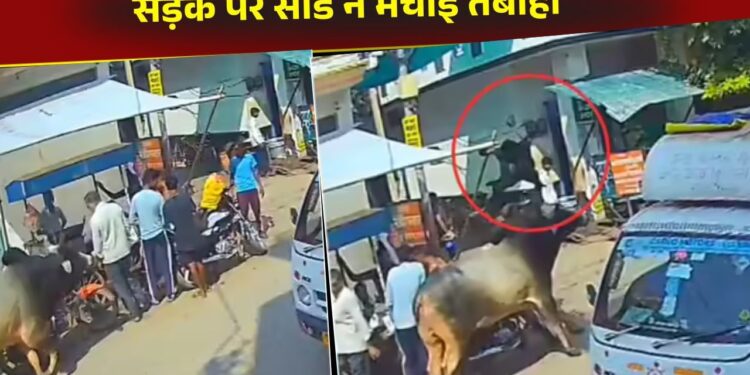 Viral Video: सांड ने सड़क पर मचाई तबाही, 2 सेकंड में बदल दिया पूरा मंजर…CCTV में कैद हुआ खतरनाक नजारा