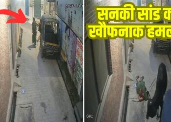 सनकी सांड का खौफनाक हमला! महिला को हवा में कई फीट उछाला; CCTV फुटेज हुआ वायरल