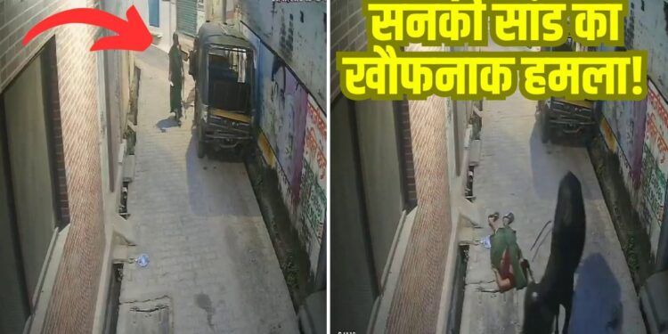 सनकी सांड का खौफनाक हमला! महिला को हवा में कई फीट उछाला; CCTV फुटेज हुआ वायरल