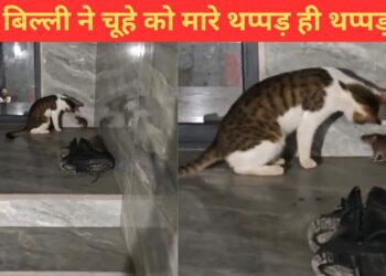 असली टॉम एंड जेरी! बिल्ली ने चूहे पर की थप्पड़ों की बरसात; VIDEO देख छूट जाएगी हंसी