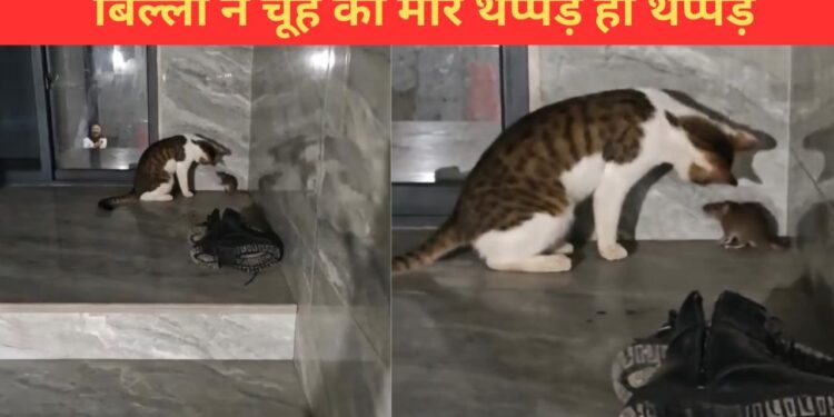 असली टॉम एंड जेरी! बिल्ली ने चूहे पर की थप्पड़ों की बरसात; VIDEO देख छूट जाएगी हंसी