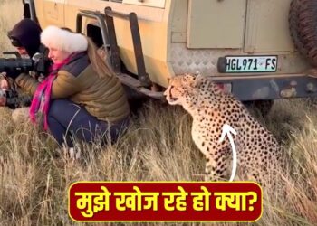 Viral Video: जंगल में यूं छिपकर फोटो खींच रही थी महिला, बगल में आकर बैठ गया चीता, फिर जो हुआ