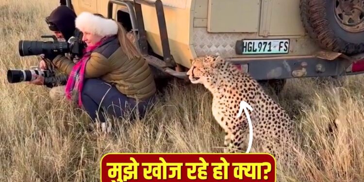 Viral Video: जंगल में यूं छिपकर फोटो खींच रही थी महिला, बगल में आकर बैठ गया चीता, फिर जो हुआ