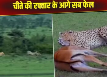 Viral Video: चीते की रफ्तार के आगे फेल हुई हिरण की चाल, मात्र 22 सेकंड में शिकारी ने खेल किया खत्म