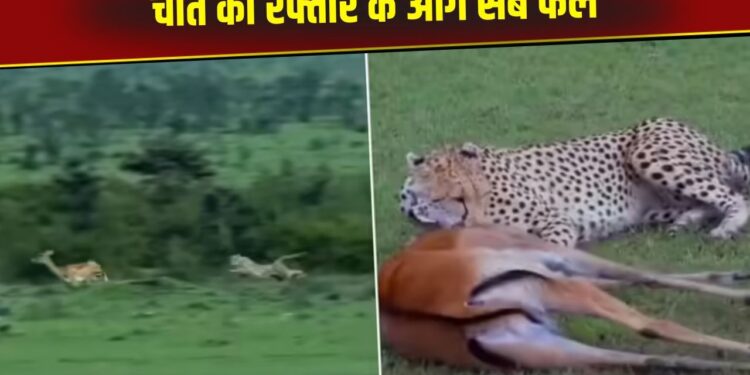 Viral Video: चीते की रफ्तार के आगे फेल हुई हिरण की चाल, मात्र 22 सेकंड में शिकारी ने खेल किया खत्म