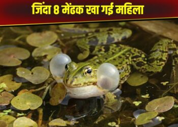 OMG! इलाज के लिए महिला खा गई 8 जिंदा मेंढक, फिर शरीर में दिखा ऐसा असर…जानकर उड़ गए डॉक्टरों के होश