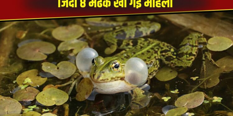 OMG! इलाज के लिए महिला खा गई 8 जिंदा मेंढक, फिर शरीर में दिखा ऐसा असर…जानकर उड़ गए डॉक्टरों के होश