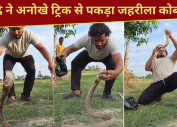 VIDEO: जहरीला सांप पकड़ने की ऐसी ट्रिक देखी है कभी? बंदे की हिम्मत देख कांप गए लोग