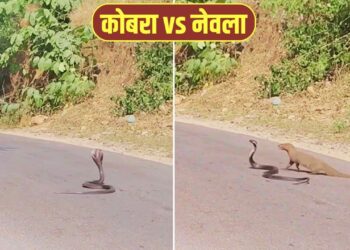 VIRAL: कोबरा पर अटैक करने वाला था नेवला, तभी हुआ कुछ ऐसा कि पलट गई पूरी बाजी; देखें VIDEO