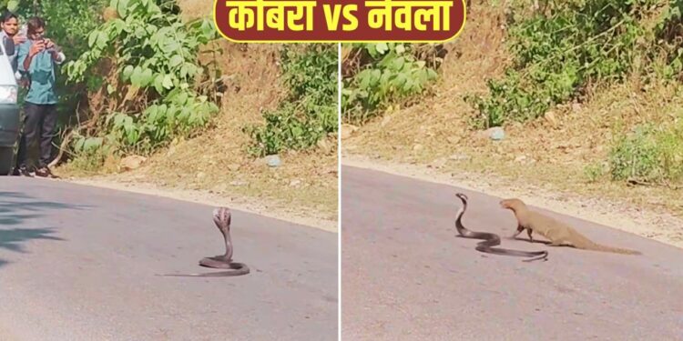 VIRAL: कोबरा पर अटैक करने वाला था नेवला, तभी हुआ कुछ ऐसा कि पलट गई पूरी बाजी; देखें VIDEO