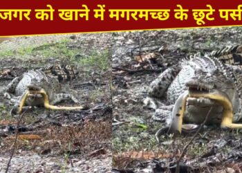 VIDEO: मगरमच्छ ने अजगर का किया शिकार, पर समझ नहीं आया कैसे खाएं; देखें हैरान करने वाला नजारा