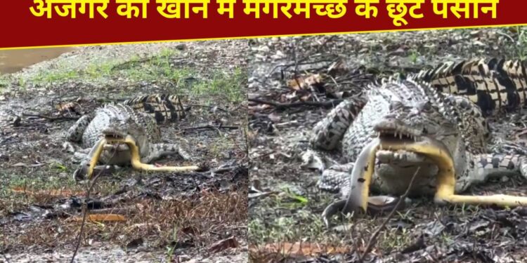 VIDEO: मगरमच्छ ने अजगर का किया शिकार, पर समझ नहीं आया कैसे खाएं; देखें हैरान करने वाला नजारा