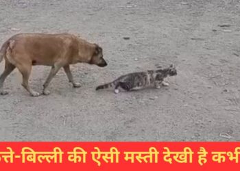 कुत्ते ने बिल्ली के साथ की गजब की मस्ती, VIDEO देख हंस-हंसकर हो जाएंगे लोटपोट