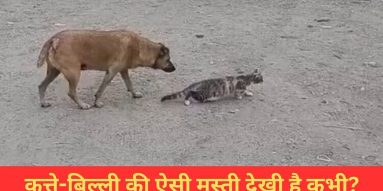 कुत्ते ने बिल्ली के साथ की गजब की मस्ती, VIDEO देख हंस-हंसकर हो जाएंगे लोटपोट