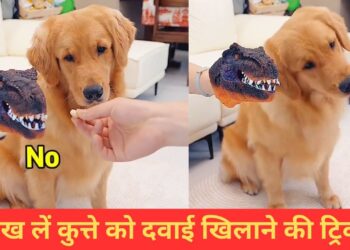 Viral Video: वायरल हुई कुत्ते को दवाई खिलाने की मजेदार ट्रिक, वीडियो देख छूट जाएगी हंसी
