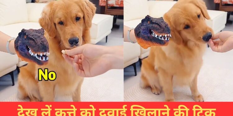 Viral Video: वायरल हुई कुत्ते को दवाई खिलाने की मजेदार ट्रिक, वीडियो देख छूट जाएगी हंसी