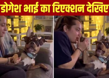 Viral Video: डोगेश भाई के साथ महिला ने किया ‘खतरनाक’ प्रैंक! कुत्ते का रिएक्शन देख छूट जाएगी हंसी