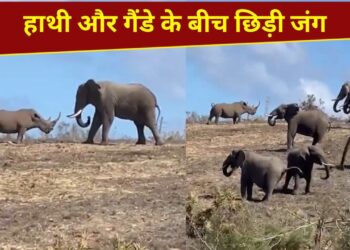 VIDEO: विशालकाय हाथी से भिड़ा गैंडा, फिर जो हुआ…हिम्मत देख आप भी कहेंगे ‘वाह’